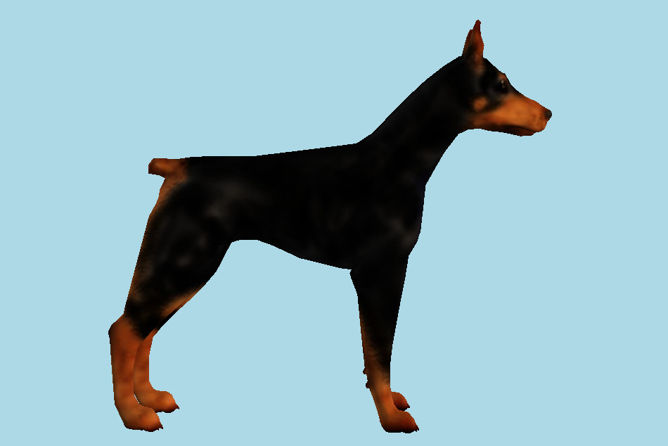 Doberman Dog 3d model
