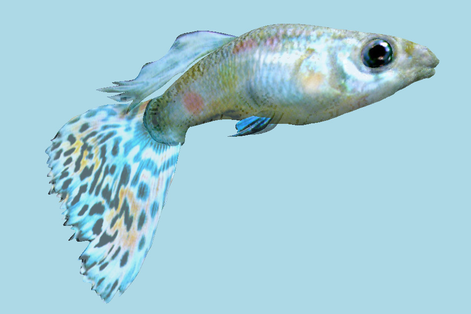 Guppy Rainbow Fish 3d model