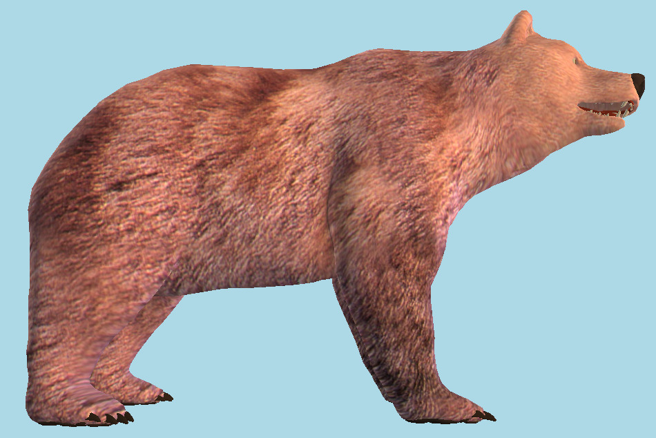 Bear Animal 3d model