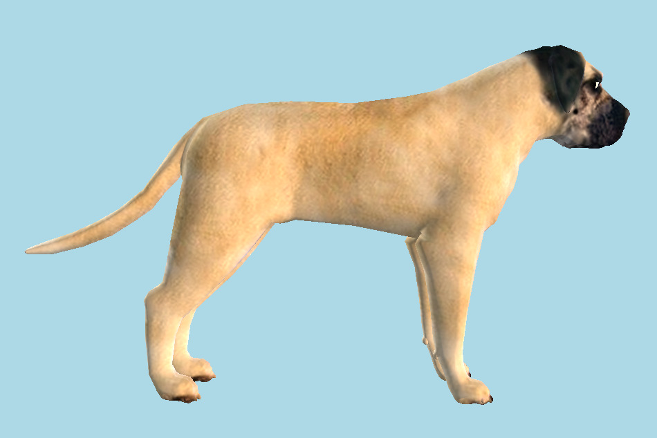 Mastiff Dog 3d model