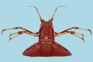 Lobster Lobster-4