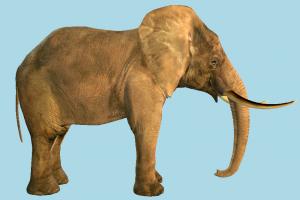 Elephant Elephant