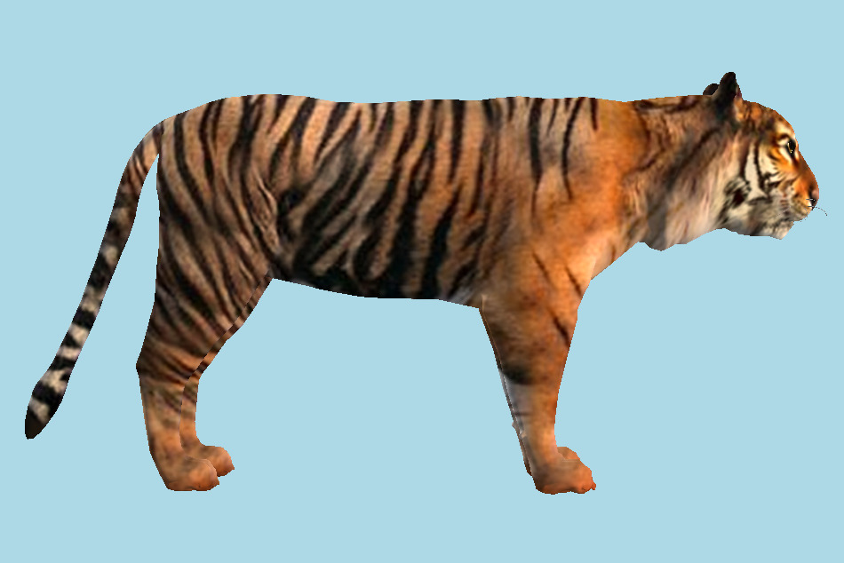 Indian Tiger 3d model
