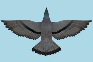 Pigeon Pigeon-3