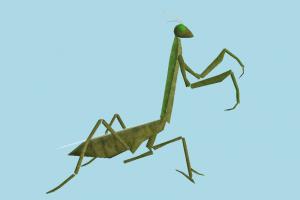 Mantis mantis, grasshopper, bugs, insects, nature