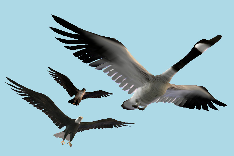 Falcon Eagle Goose Wildlife Birds Collection 3d model