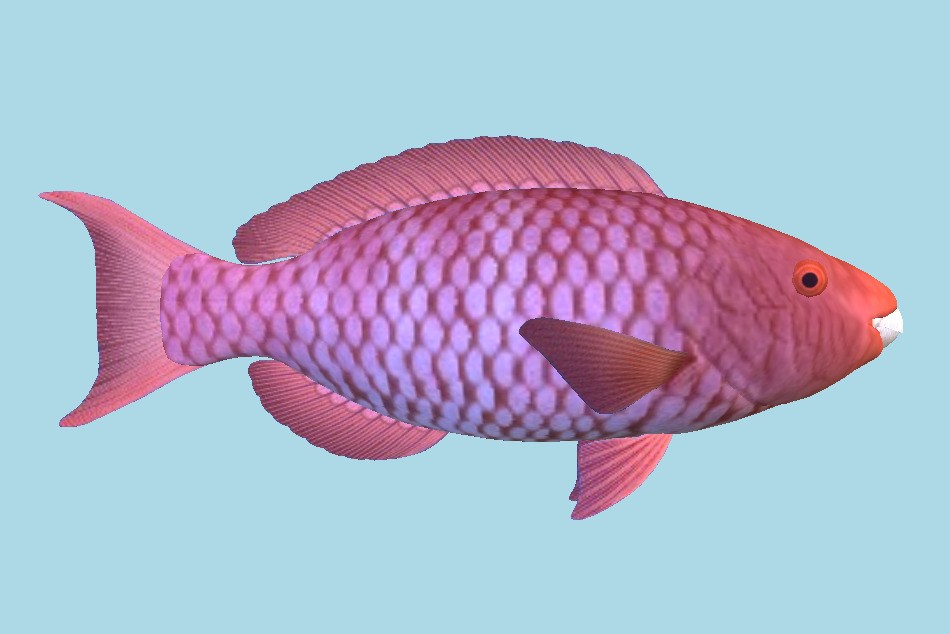 Red Fish 3d model