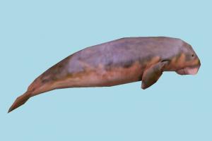 Pinniped pinniped, dugong, seal, whale, sea-creature, sea, lowpoly