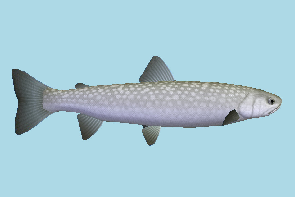 Amemasu Fish 3d model