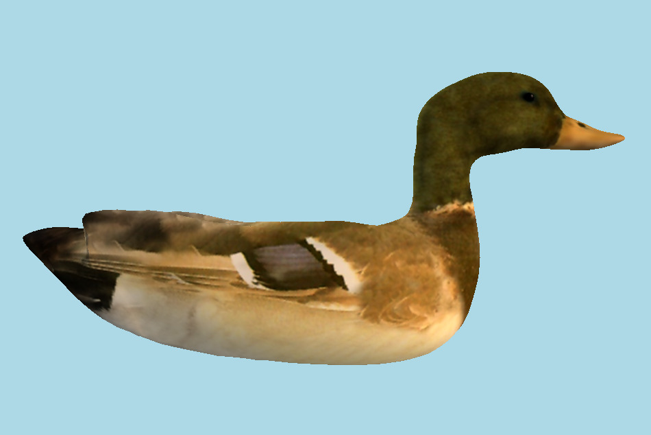 Wild Duck 3d model
