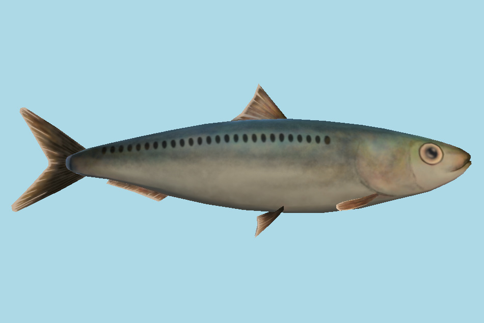 Sardina Pilchardus Fish 3d model