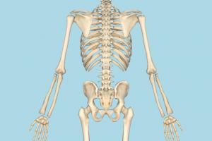 Skeleton Skeleton-5