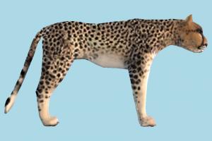 Tiger African-Cheetah