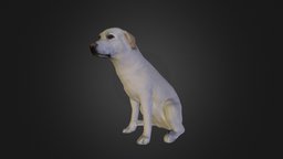 Unsere Amy 3dscanner, dog, photogrammetrie, makerlounge, labrador, hund, photogrammetry, 3dscan