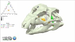 3D Jaw Muscles of “Gomphosuchus” muscles, jaw, maya, suchian