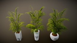 Potted Palm Plants plant, palm, potted, lanscape, palms, greenery, interior-design, architectural-design, plants-nature-garden, nature-plants, gameart, gameasset, gameready, plants-nature