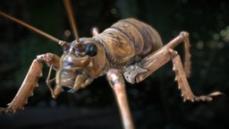 New Zealands prehistoric giant weta weta, glasshopper