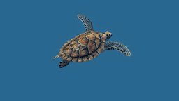 Sea Green Turtle turtle, green, sculpt, marine, tortoise, fish, pet, underwater, coral, ocean, aquarium, water, beach, reptile, maya, zbrush, sea