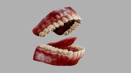 Gums Teeth and Tongue mouth, anatomy, teeth, dental, realtime, ingame, jaw, tooth, dentist, medicine, smile, dentistry, gums, gum, throat, chew, incisor, tonsil, moral, toungue