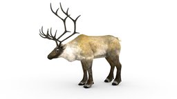 LowPoly Realistic Reindeer horns, forest, hunter, santa, lips, tundra, deer, wild, mammal, ram, giant, reindeer, antler, claus, game-ready, sleigh, lichen, caribou, webbing, spotted, lapland, noble, hoofed, hooves, taiga, deerhead, character, low, model, gameasset, animal, monster, fantasy, male, polygon, gameready, black-tailed, emale, paired, "white-tailed"