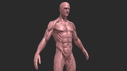 Male Ecorche anatomy body, sculpt, anatomy, biology, toy, study, print, statue, realistic, science, real, printable, ecorche, 3dprint, man, human, male, sculpture