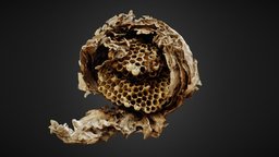wasps_nest insect, abandoned, nest, decimated, wasp, normalmap, science, nature, low-poly-model, photogrammetry, asset, pbr, lowpoly, gameasset, gameready