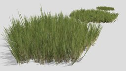 Grass Patches plant, grass, flower, ground, foliage, bush, lawn