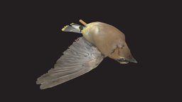 CMNH 60924, male Cedar waxwing museum, specimen, ornithology, study-skin, cedar-waxwing, bombycilla-cedrorum