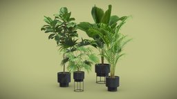 Indoor Plants Pack 53 green, pot, tropical, fan, palm, indoor, exotic, potted, ceramic, chinese, palmtree, fiddle, majesty, ficus, lyrata, licuala, livistona, interior, chinensis