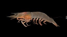 ヨシエビ ♀ Greasyback Shrimp, Metapenaeus ensis prawn, shrimp, ffishasia, greasyback, metapenaeus, ensis, yoshiebi