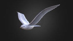 Ivory gull flying, bird, coast, ivory, ready, arctic, gull, stylizedmodel, game, air, animal, stylized, gameready, ivorygull