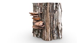 Tree With Mushrooms tree, plants, mushroom, mushrooms, trunk, bark, nature, stump, blender-3d, treetrunk, realitycapture, wood