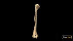 Humerus skeleton, anatomy, university-of-michigan, bones, bluelink