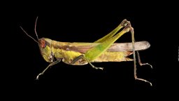 ハネナガイナゴ ♀ Grasshopper, Oxya japonica locust, grasshopper, japonica, japanese, ffishasia, oxya, long-tailed, inago