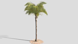 GTV queen palm mature C plant, tropical, palm, leaf, nature, palms, houdini, gueen, syagrus, romanzoffiana