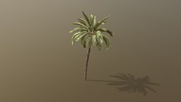 Date Palm palm, free, treeit