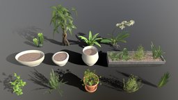House Plants orchid, cactus, vegetation, bonsai, rosemary, aloe, aloevera, basil, orchidee, aloe-vera, thyme, home, money-tree, aloe-plant, noai