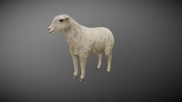 Sheep Animated domestic, farm, 3d, lowpoly, animal, animated, gameready