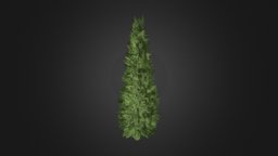 White Cedar (Thuja occidentalis) 2.3m tree, plant, forest, white, obj, western, park, foliage, cedar, fbx, bark, nature, needle, corona, occidentalis, conifers, thuja, coniferae, pinophyta, vrmesh, cinema4d