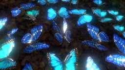 Morpho butterfly carpet butterfly, morphology