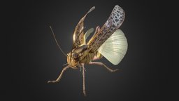 Locusta migratoria insect, animals, locust, grasshopper, insects, grasshopper3d, animal
