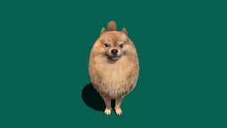 Pomeranian Spitz dog, pet, mammal, canine, breed, pomeranian, spitz, creature, animation, nyi, nyilonelycompany, noai