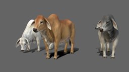 Brahman Cows cow, bull, domestic, farm, calf, animal