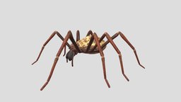 House Spider insect, beast, garden, spider, wild, arachnid, nature, wildlife, spiderweb, arthropod, animal