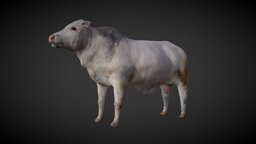 bull cow, bull, game-art, gameassets, game-asset, low-poly, gameasset, gamemodel