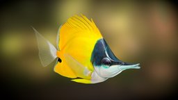 Forcipiger flavissimus low poly fish, ocean, aquarium, sale, cgtrader, lowpolymodel, game, lowpoly, forcipiger, flavissimus