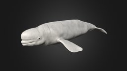 Beluga white, dolphin, whale, water, oceanic, beluga