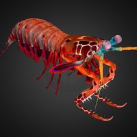 Mantis Shrimp shrimp, model