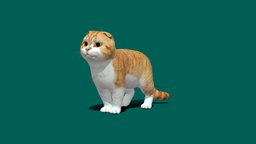 Orange Scottish Fold Cat cat, cute, orange, pet, animals, scotland, mammal, fold, scottish, breed, nyilonelycompany, noai, scottish_fold