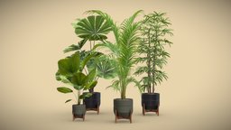 Indoor Plants Pack 49 pot, stand, tropical, fan, palm, indoor, exotic, potted, ceramic, metal, palmtree, dypsis, grandis, areca, excelsa, licuala, lutescens, rhapis, wood, dark, interior, spinosa, arecapalm